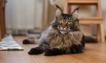 Най-силните породи котки